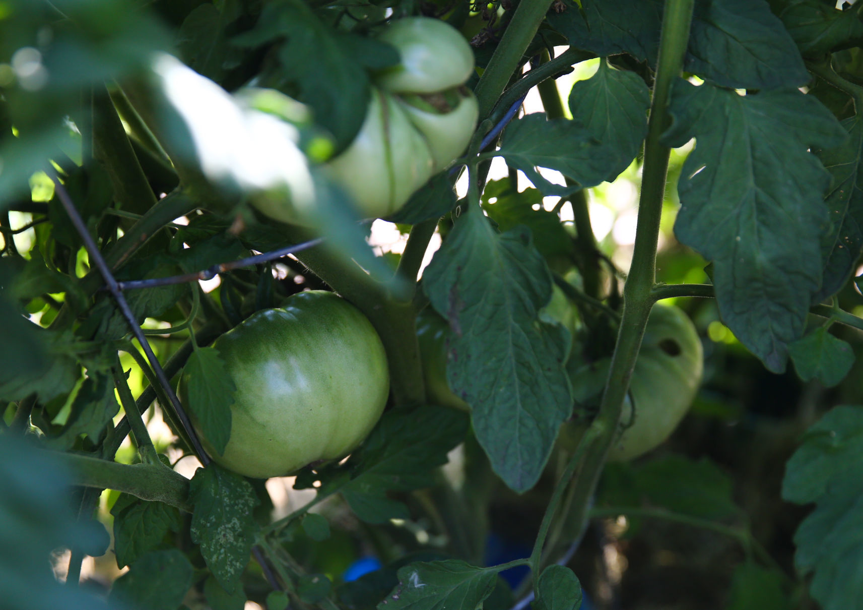 D.A.N.'s Garden Produce (6).jpg